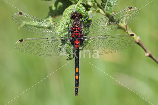 Venwitsnuitlibel (Leucorrhinia dubia)