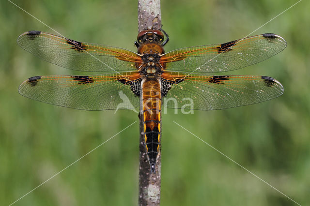 Viervlek (Libellula quadrimaculata)