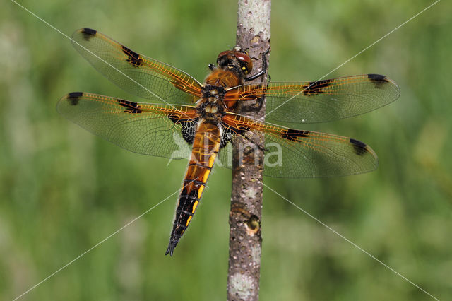 Viervlek (Libellula quadrimaculata)