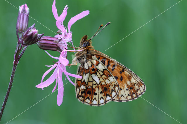 Small Pearl-Bordered Fritillary (Boloria selene)