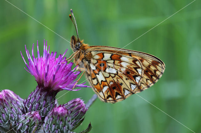 Small Pearl-Bordered Fritillary (Boloria selene)