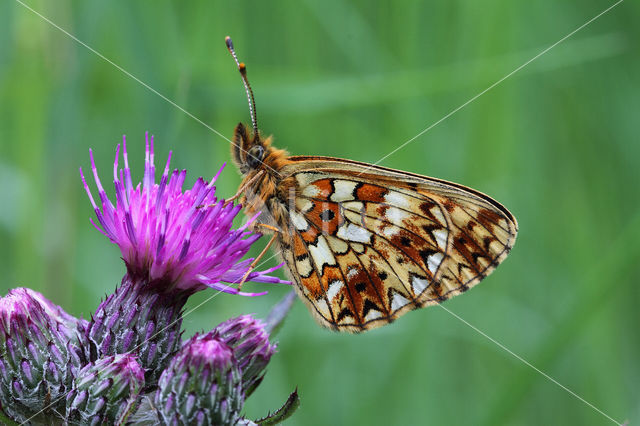 Small Pearl-Bordered Fritillary (Boloria selene)