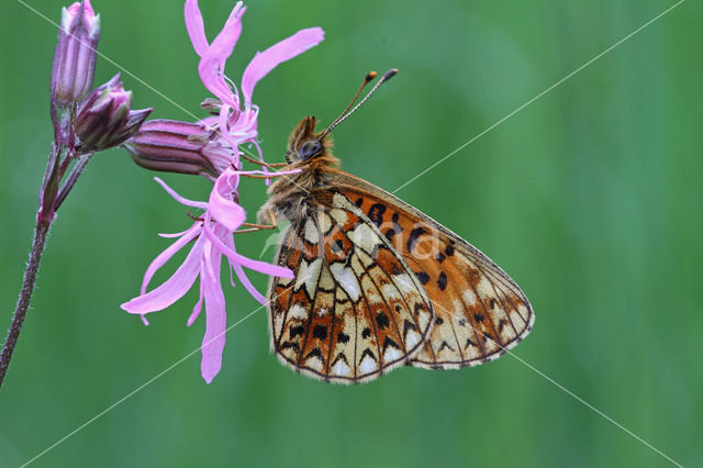 Small Pearl-Bordered Fritillary (Boloria selene)