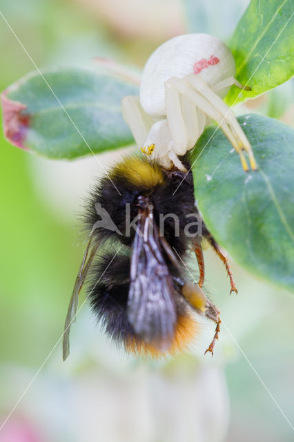 Flower Queen (Misumena vatia)