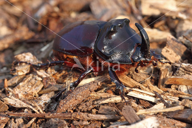 Neushoornkever (Oryctes nasicornis)