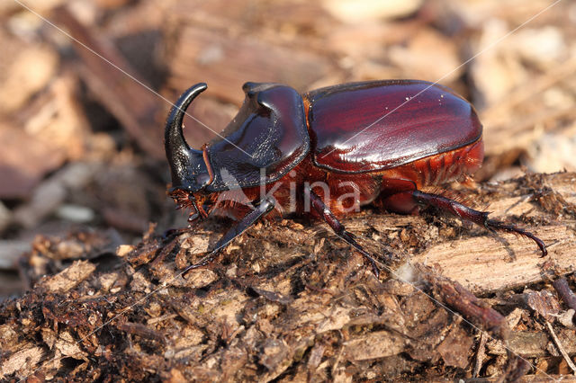 Neushoornkever (Oryctes nasicornis)