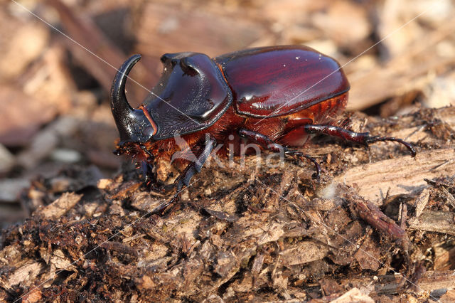 Neushoornkever (Oryctes nasicornis)