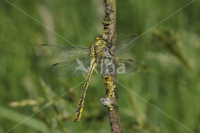 Plasrombout (Gomphus pulchellus)