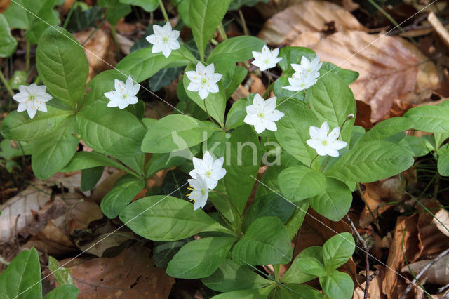 Zevenster (Trientalis europaea)