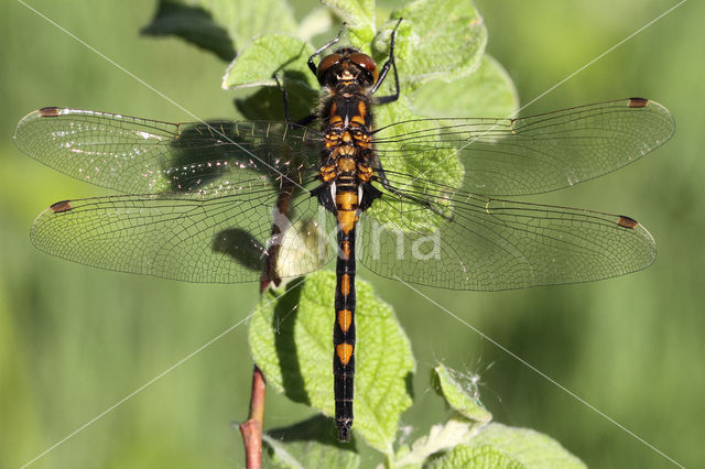 Northern White-faced darter (Leucorrhinia rubicunda)