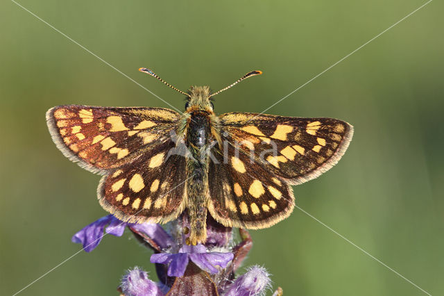 Bont dikkopje (Carterocephalus palaemon)