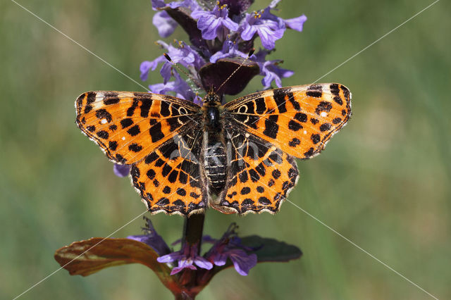 Landkaartje (Araschnia levana)