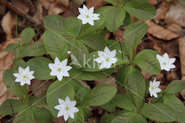 Chickweed Wintergreen (Trientalis europaea)