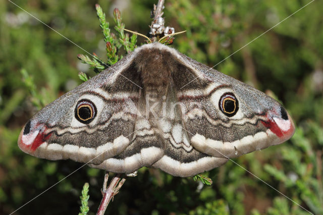 Kleine nachtpauwoog (Saturnia pavonia)