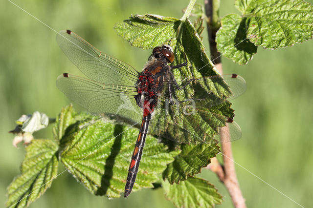 Northern White-faced darter (Leucorrhinia rubicunda)