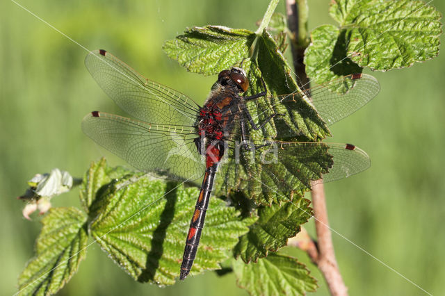 Noordse witsnuitlibel (Leucorrhinia rubicunda)