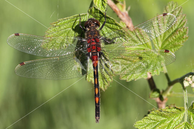 Northern White-faced darter (Leucorrhinia rubicunda)