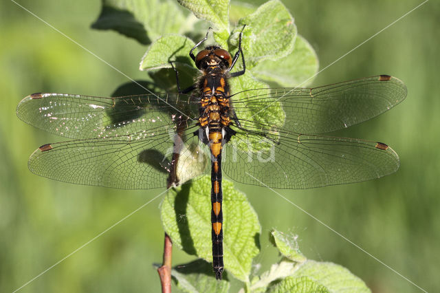 Northern White-faced darter (Leucorrhinia rubicunda)