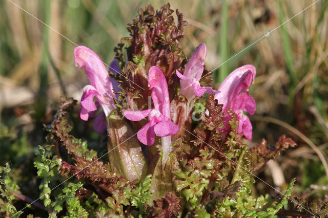 Heidekartelblad (Pedicularis sylvatica)