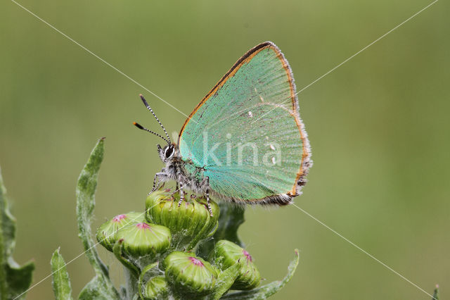 Groentje (Callophrys rubi)