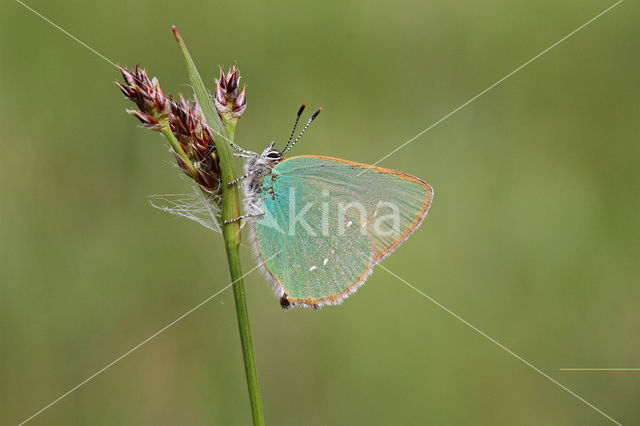 Green Hairstreak (Callophrys rubi)