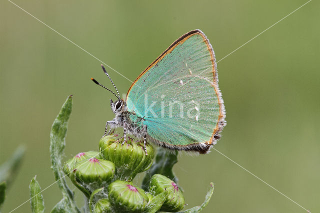 Groentje (Callophrys rubi)