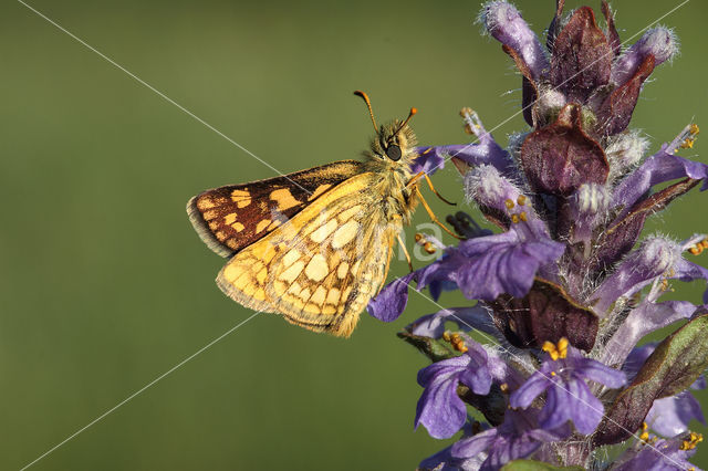 Chequered Skipper (Carterocephalus palaemon)