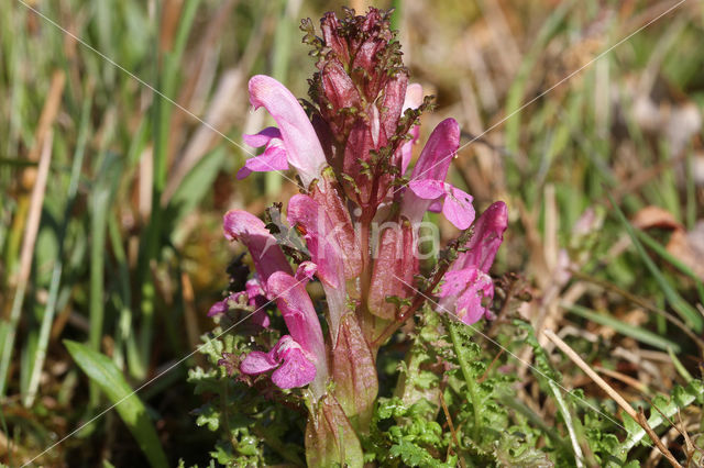 Heidekartelblad (Pedicularis sylvatica)