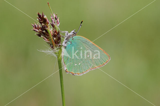 Groentje (Callophrys rubi)