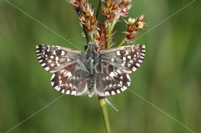 Grizzled Skipper (Pyrgus malvae)