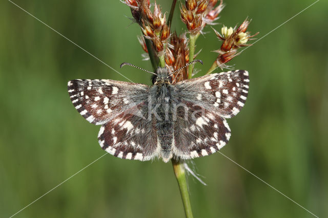 Grizzled Skipper (Pyrgus malvae)