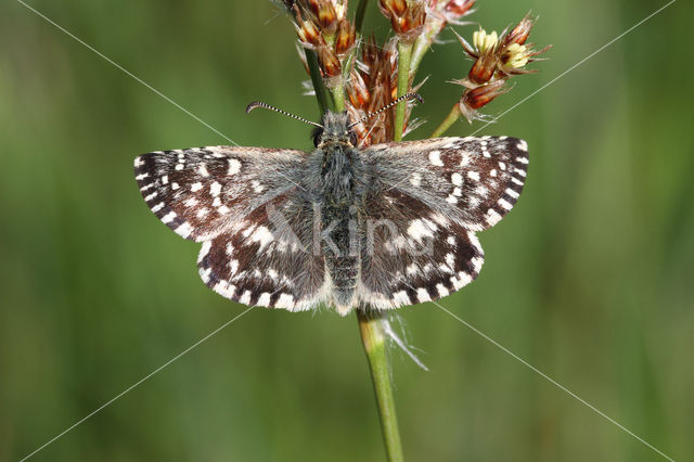 Grizzled Skipper (Pyrgus malvae)