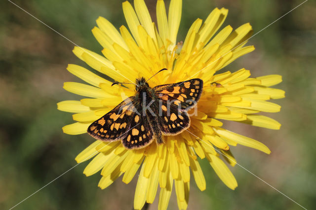 Chequered Skipper (Carterocephalus palaemon)