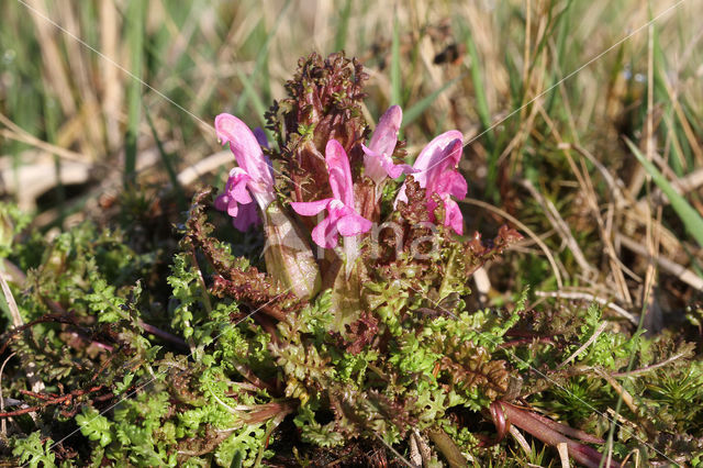 Heidekartelblad (Pedicularis sylvatica)