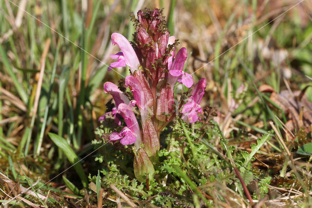 Heidekartelblad (Pedicularis sylvatica)