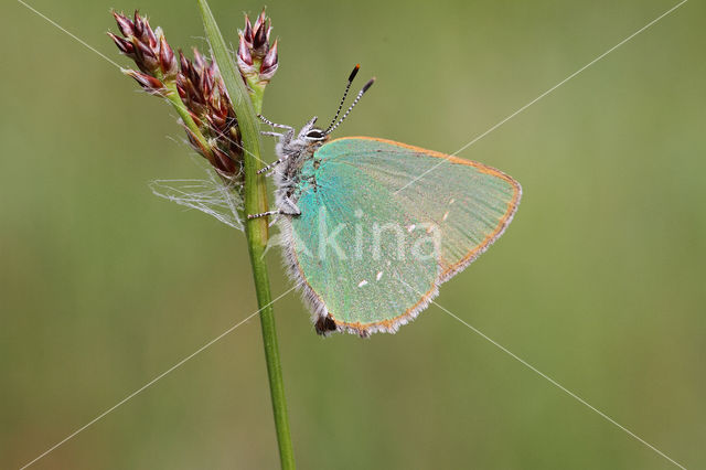 Groentje (Callophrys rubi)