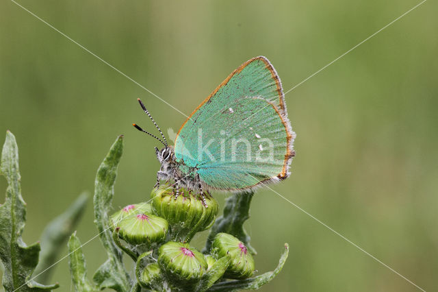 Groentje (Callophrys rubi)