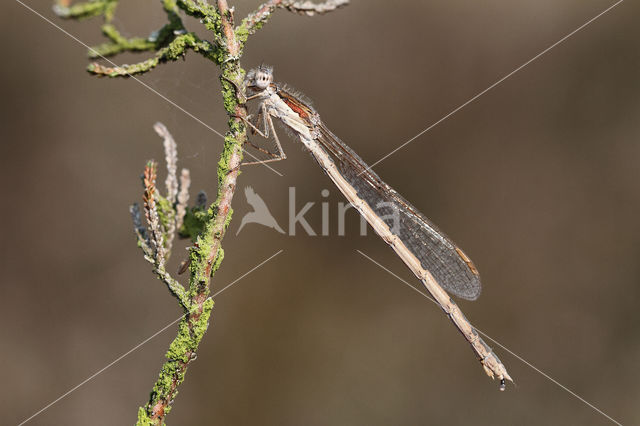 Brown Emerald Damselfly (Sympecma fusca)