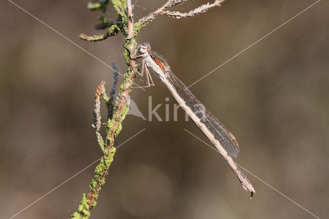 Brown Emerald Damselfly (Sympecma fusca)