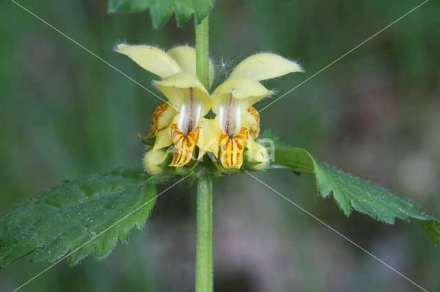 Golden Deadnettle (Galeobdolon luteum)