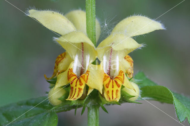 Golden Deadnettle (Galeobdolon luteum)