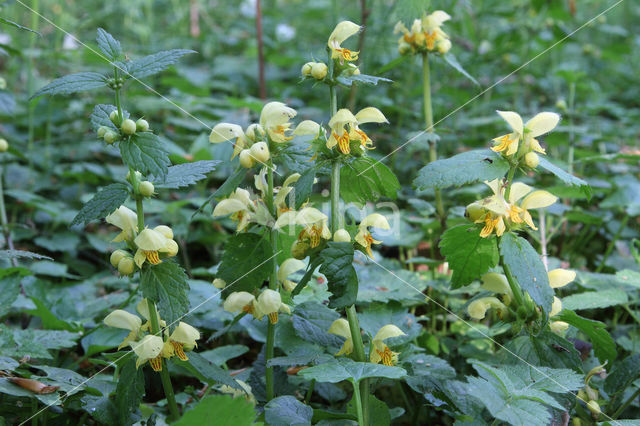 Golden Deadnettle (Galeobdolon luteum)