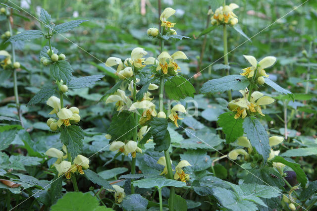 Golden Deadnettle (Galeobdolon luteum)