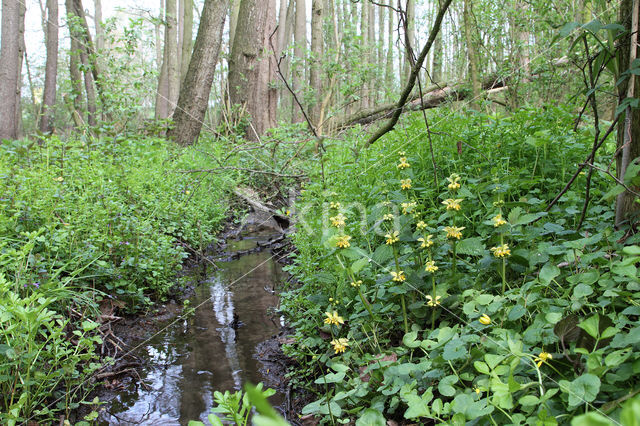 Golden Deadnettle (Galeobdolon luteum)