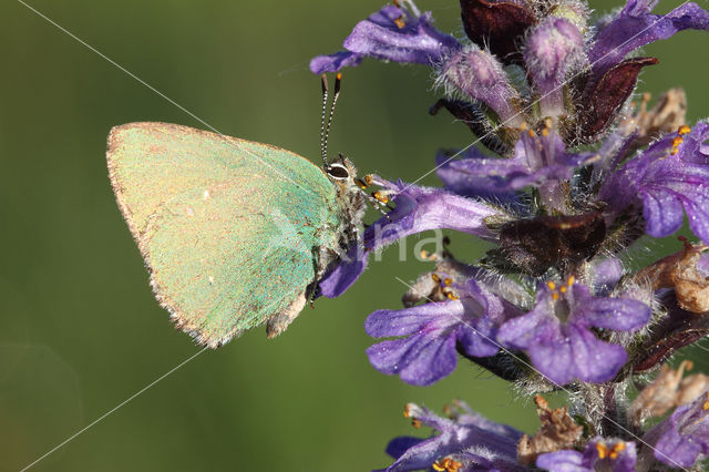 Groentje (Callophrys rubi)