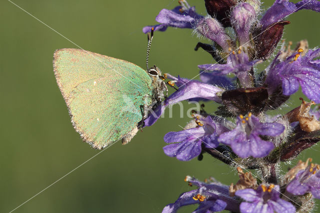 Groentje (Callophrys rubi)