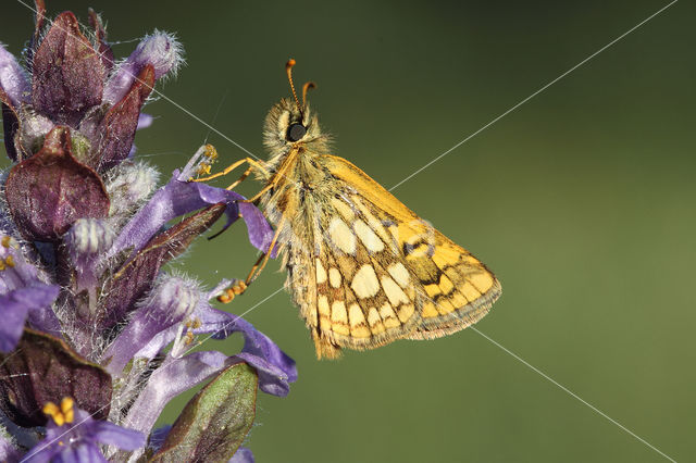 Bont dikkopje (Carterocephalus palaemon)