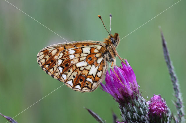 Small Pearl-Bordered Fritillary (Boloria selene)