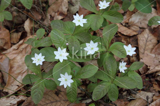 Zevenster (Trientalis europaea)