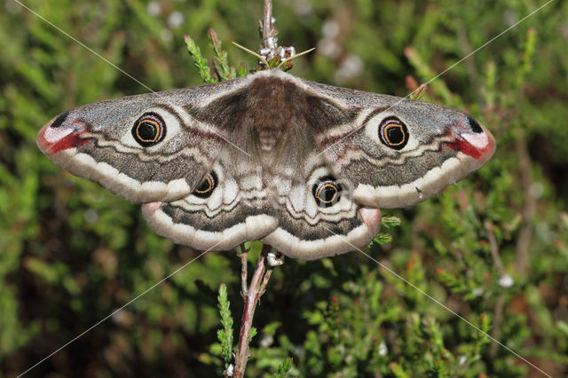 Emperor Moth (Saturnia pavonia)